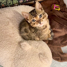 藤岡詩音様の子猫とミャウマミー