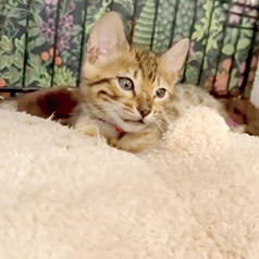 藤岡詩音様の子猫とミャウマミー