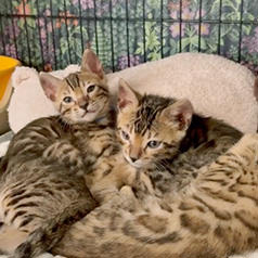 藤岡詩音様の子猫とミャウマミー