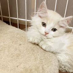 木部泉様の子猫とミャウマミー