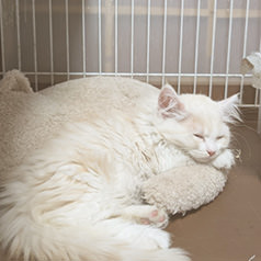 木部泉様の子猫とミャウマミー