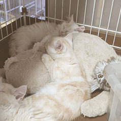 木部泉様の子猫とミャウマミー