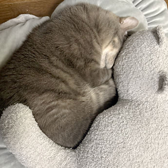 ミャウマミーと添い寝する猫