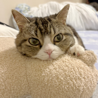 ミャウマミーを枕にしている猫