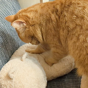 ミャウマミーを踏む猫